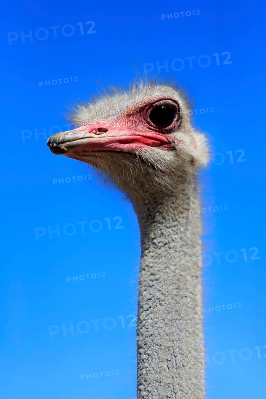 Southern Ostrich (Struthio camelus australis)