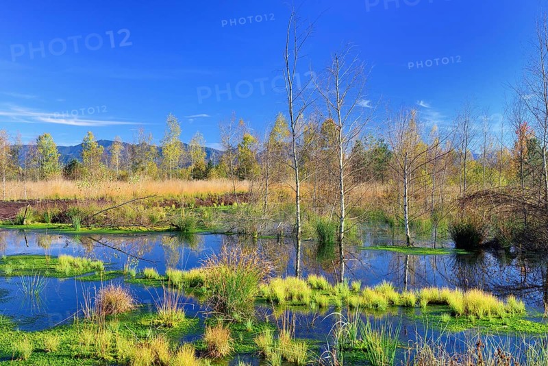 Renatured peat bog with newly-grown Peat Moss (Sphagum sp.)
