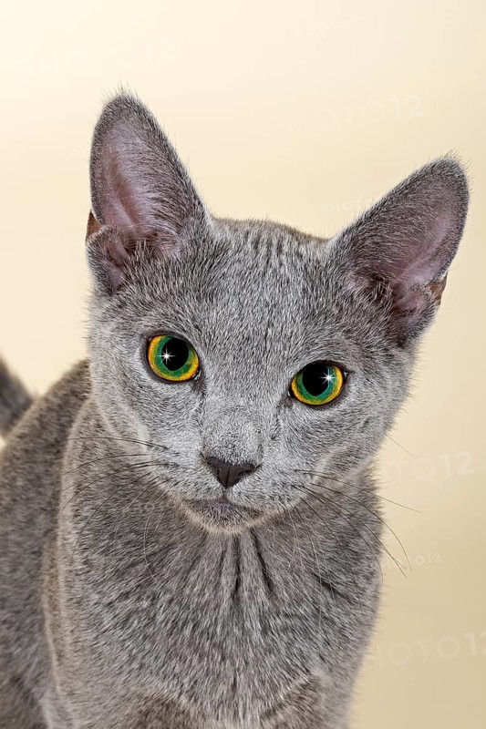 Russian Blue