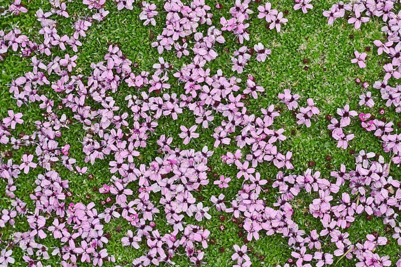 Moss Campion (Silene acaulis)