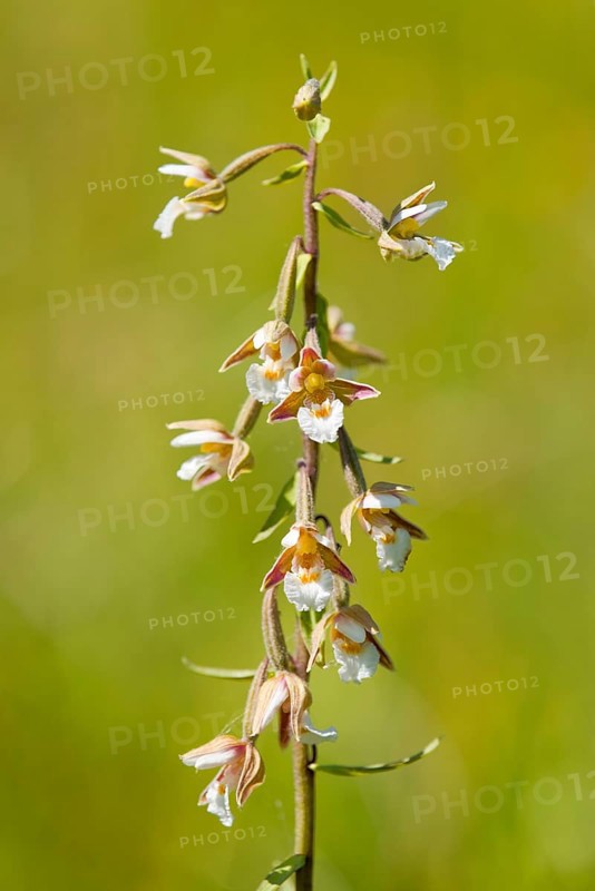 Marsh Helleborine (Epipactis palustris)