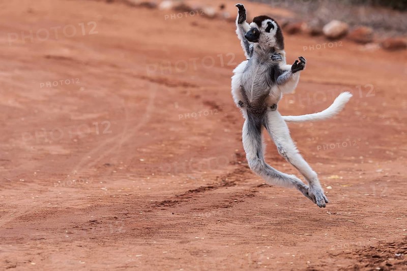 Dancing' Verreaux's sifaka (Propithecus verreauxi)