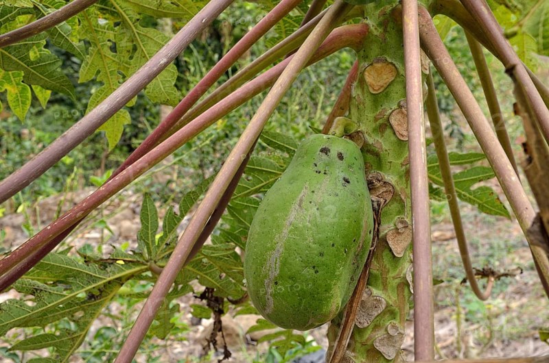 Pawpaw (Carica papaya)