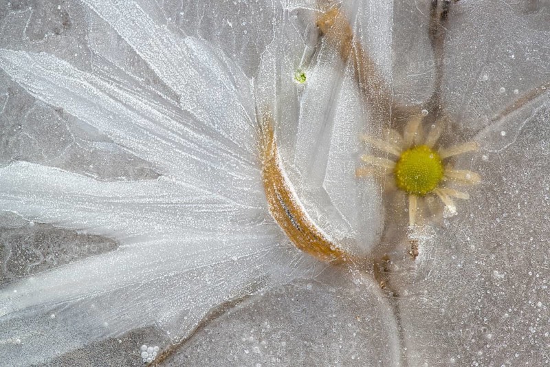 Flower in ice