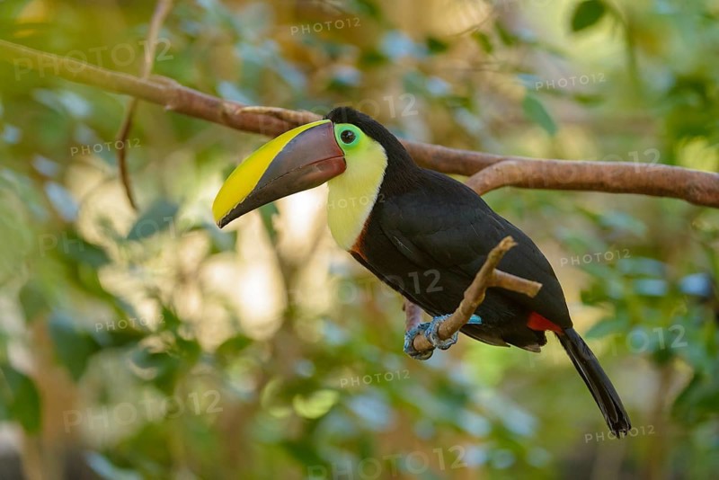 Black-mandibled Toucan (Ramphastos ambiguus) perched on a tree branch