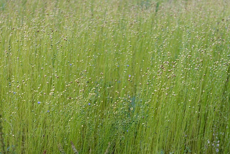 Cultivation of flax on a field