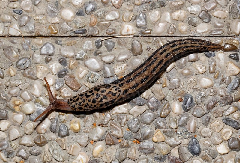 Giant Garden Slug (Limax maximus)