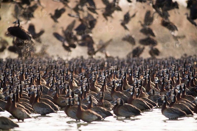 Flock of White-faced Whistling Ducks (Dendrocygna viduata)