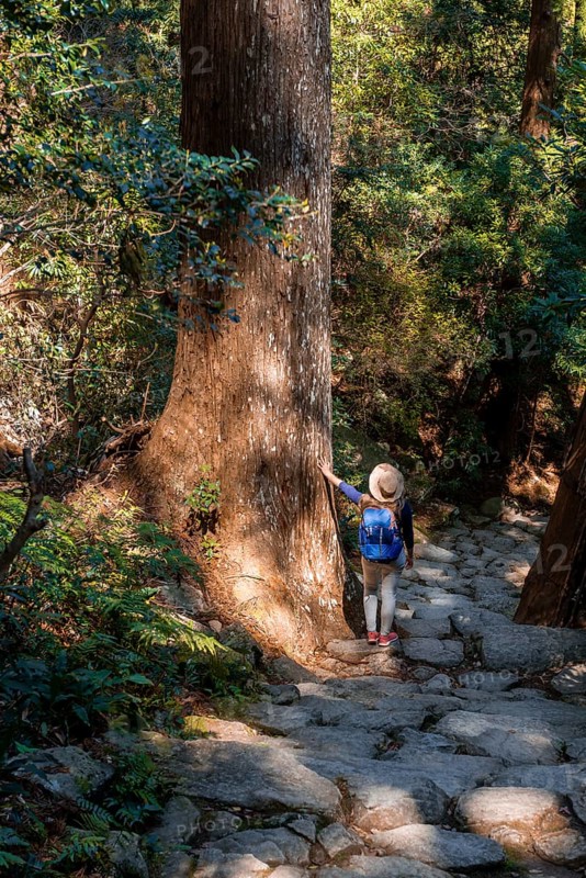 Hiker stands between big old trees