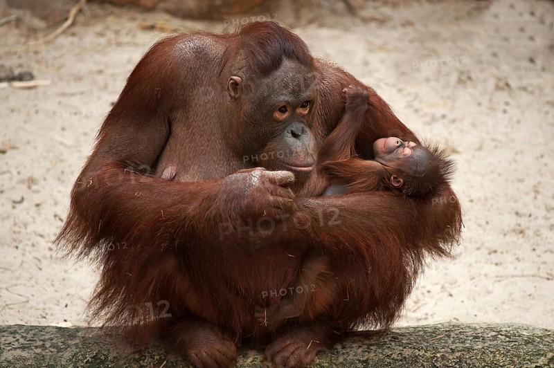 Orangutan (Pongo pygmaeus)
