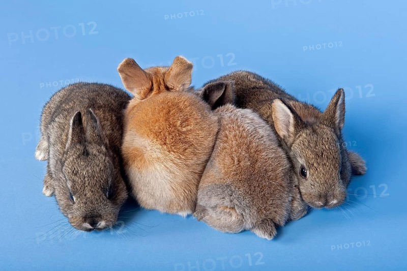 Four Domestic Rabbits (Oryctolagus cuniculus forma domestica)