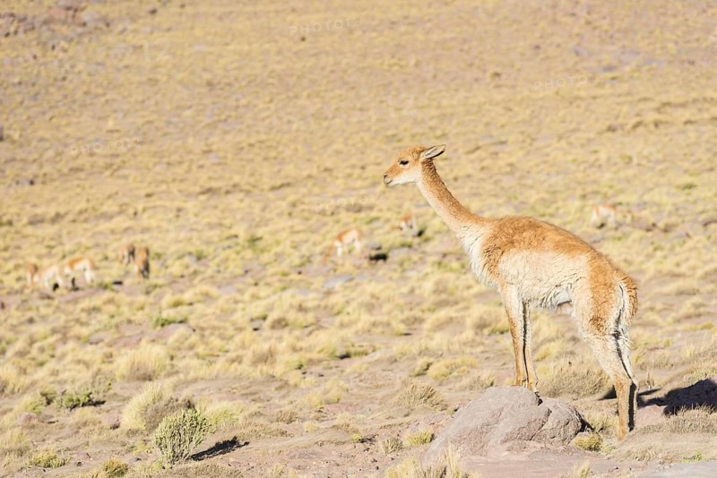 Vicuna (Vicugna vicugna) in the highland