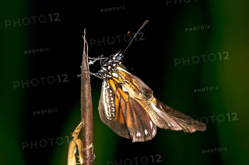 Newly hatched butterfly of a Heliconius species