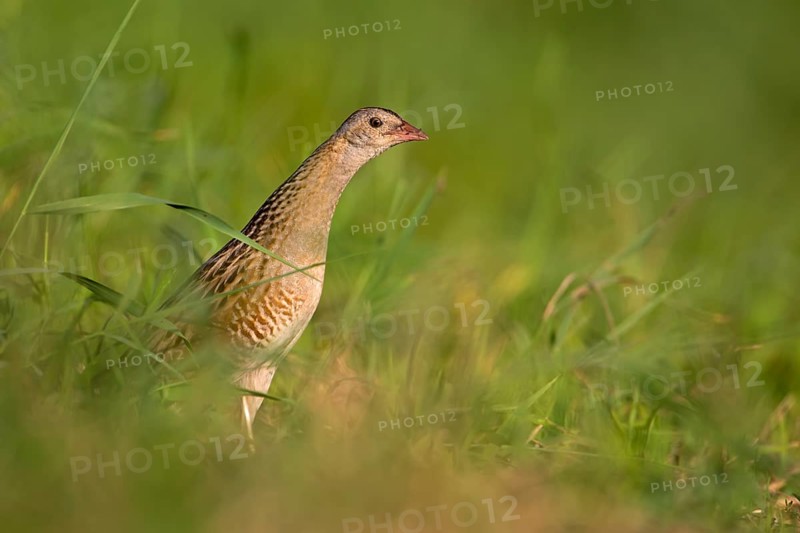 Corncrake (Crex crex)