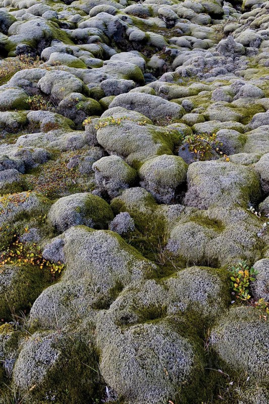 Lava rocks overgrown by Elongate Rock Moss (Racomitrium elongatum)