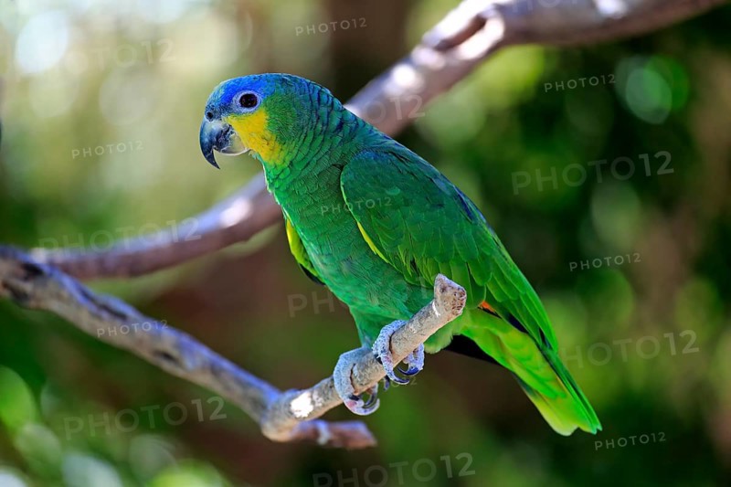 Orange-winged Amazon (Amazona amazonica)