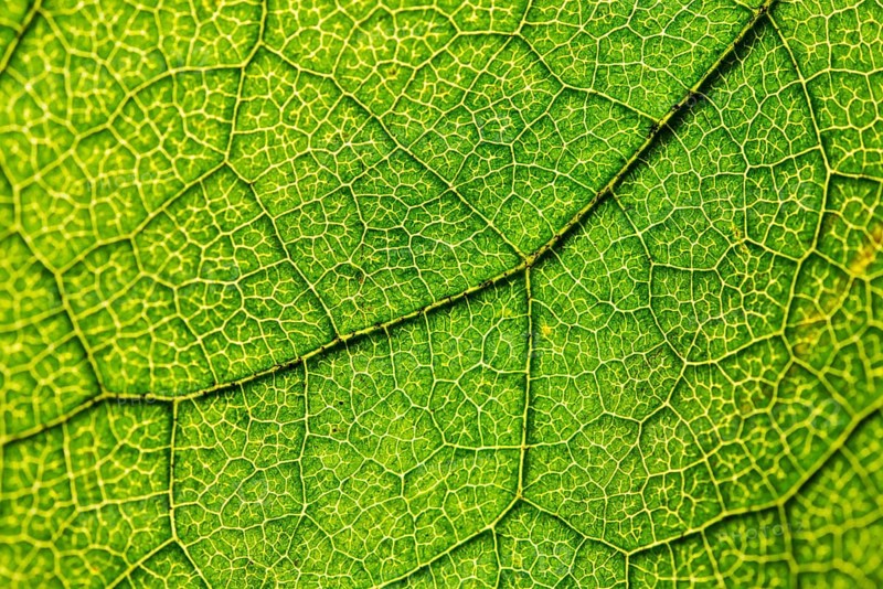 Green leaf