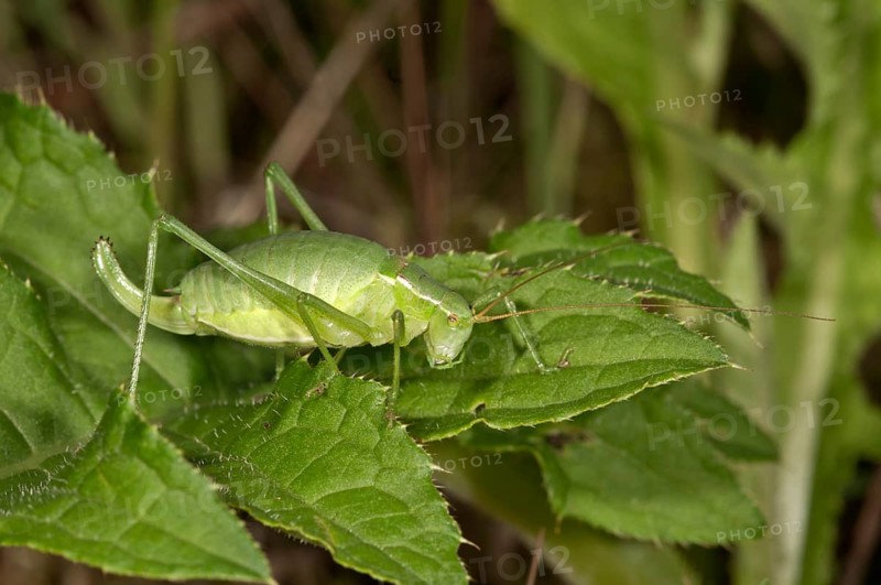 Large Speckled Bush-Cricket (Isophya pyrenea)