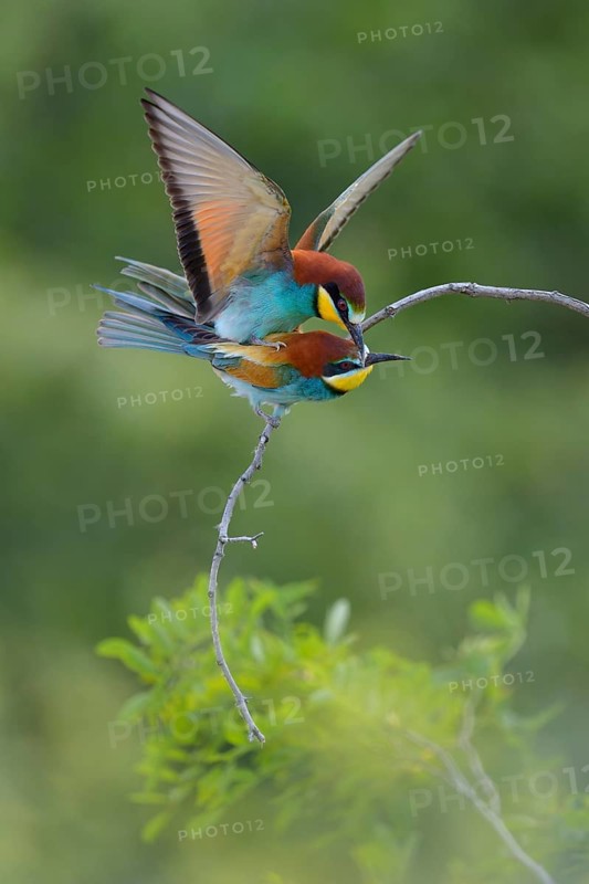 European Bee-eaters (Merops apiaster)