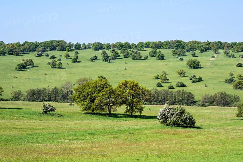 Certoryje National Nature Reserve and Vojsice meadows