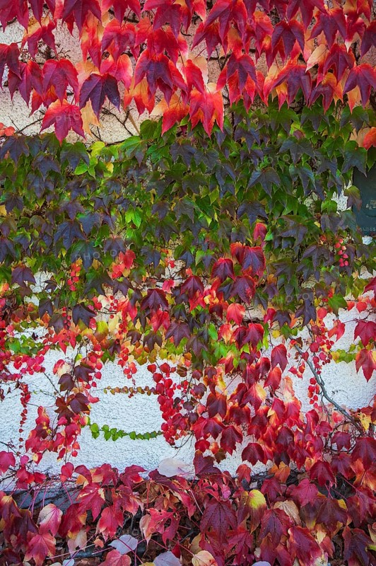 Japanese Creeper