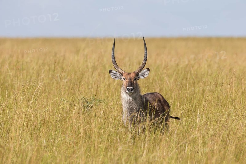 Defassa Waterbuck (Kobus ellipsiprymnus defassa)