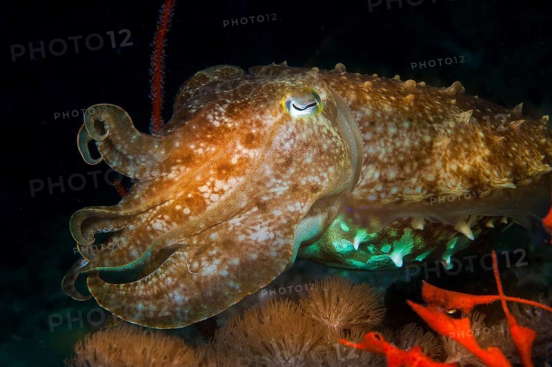 Broadclub Cuttlefish (Sepia latimanus)