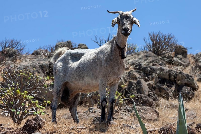 Canary Island Goat (Capra) standing in typical Canarian vegetation near Arure