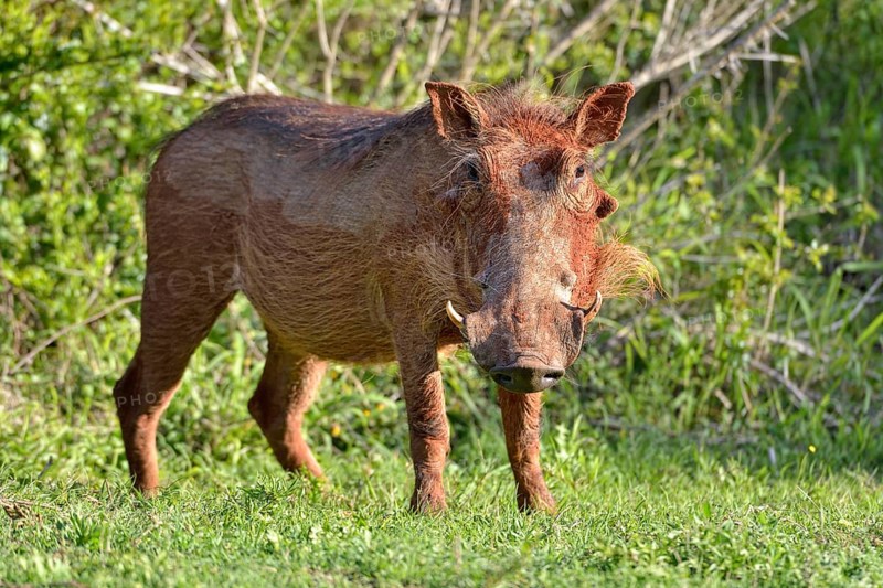Desert warthog (Phacochoerus aethiopicus)