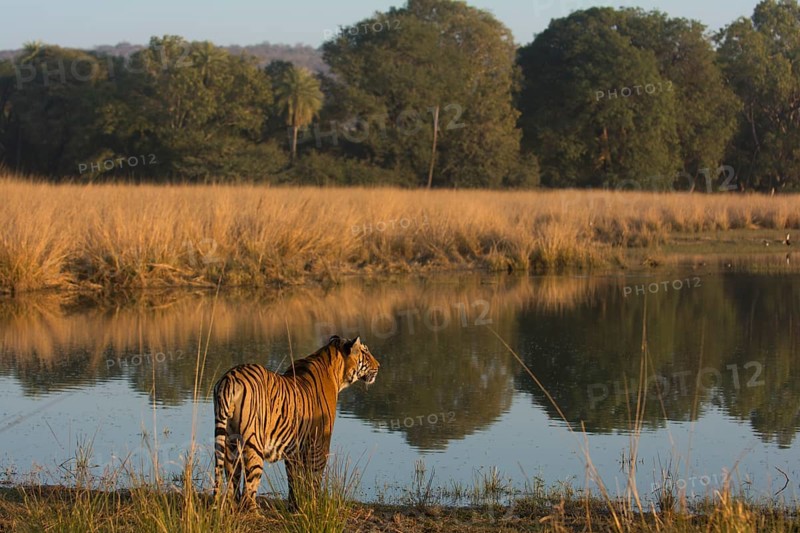 Wild tiger (Panthera tigris) standing at the edge of a lake by the forest in Ranthambore National Park