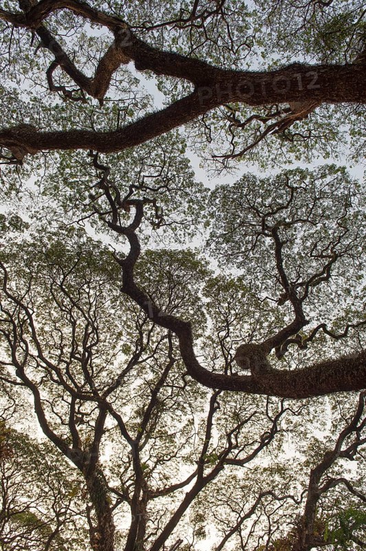 Raintree (Samanea saman)