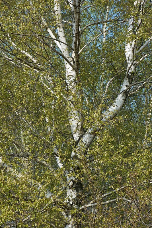 Birch trees (Betula pendula)