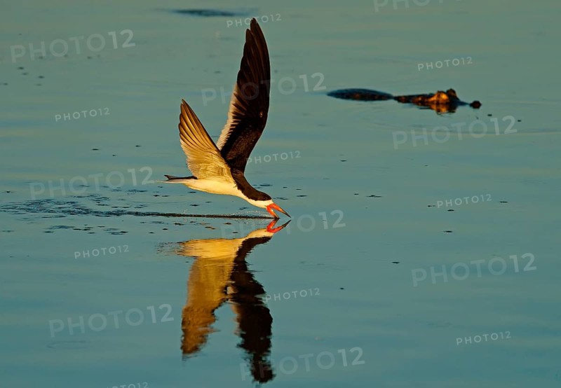 Black Skimmer (Rynchops niger) in flight fishing