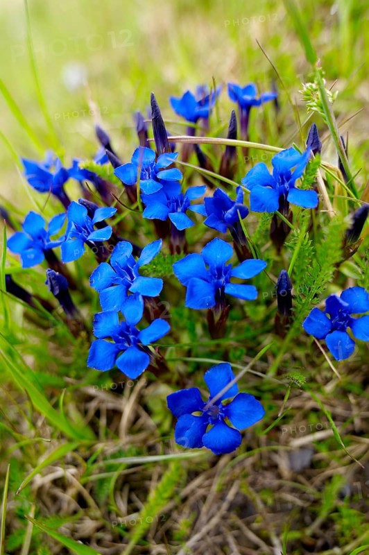 Spring Gentian (Gentiana verna)