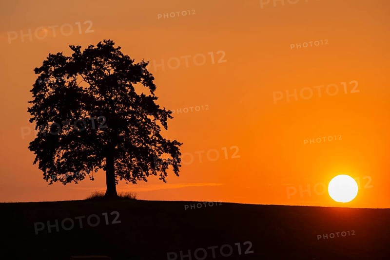 Oak at sunset
