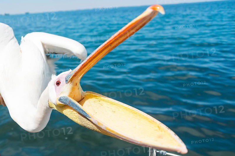 Great White Pelican (Pelecanus onocrotalus) with opened beak