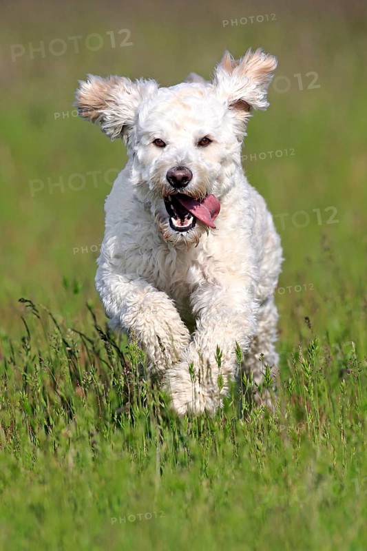 Labradoodle