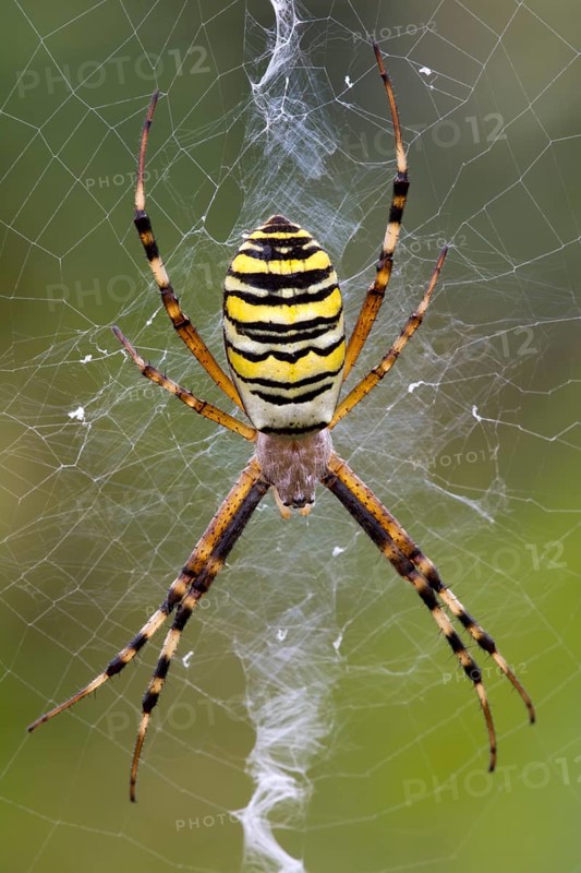 Orb-weaving Spider (Argiope bruennichi)
