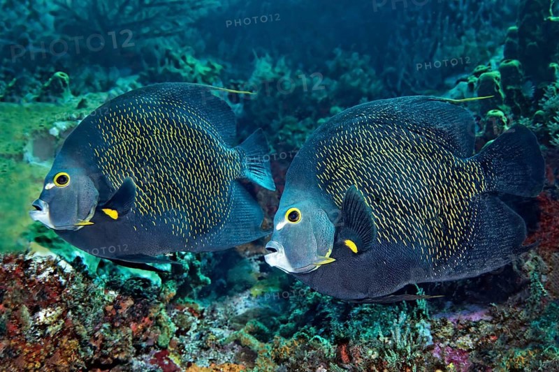 Two French Angelfishes (Pomacanthus paru) above coral reef