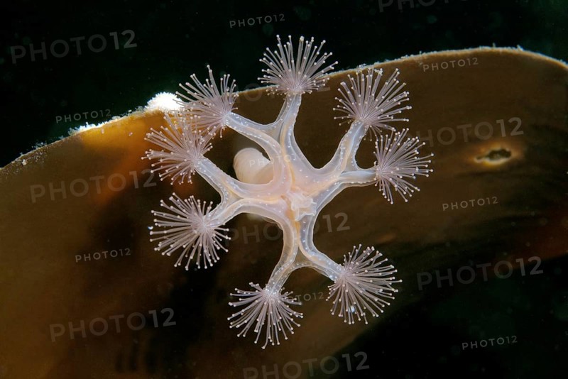 Stalked Jellyfish (Lucernaria quadricornis)