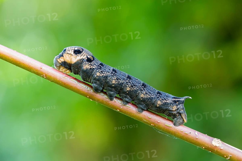 Elephant Hawk-moth (Deilephila elpenor)