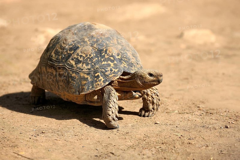 Leopard Tortoise (Testudo pardalis)