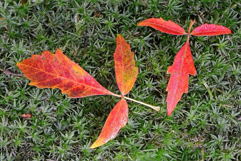 Autumn leaves of Paperbark Maple (Acer griseum)