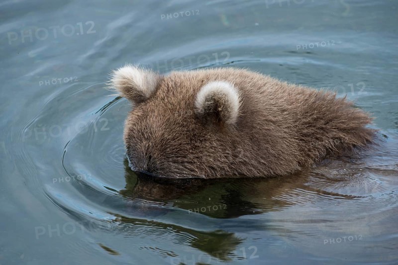Brown Bear (Ursus arctos)