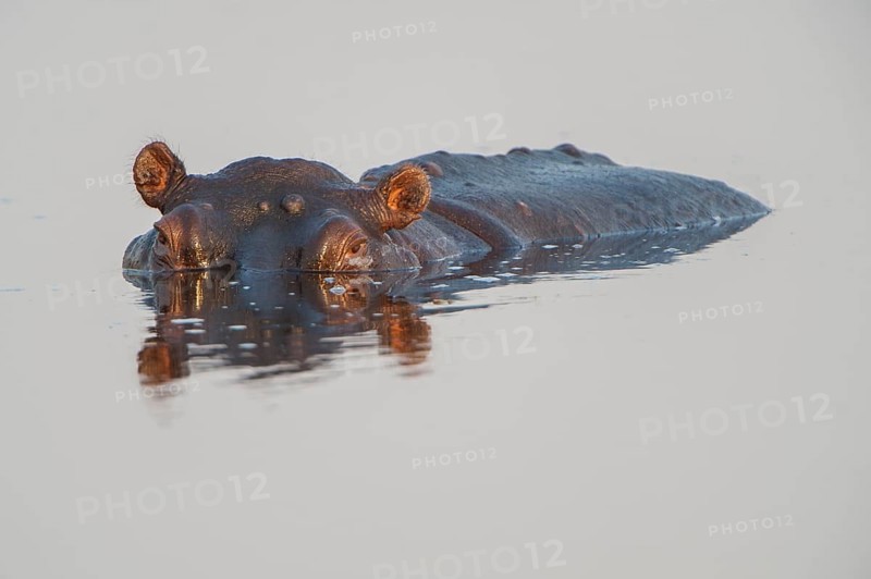 Hippopotamus (Hippopotamus amphibius)