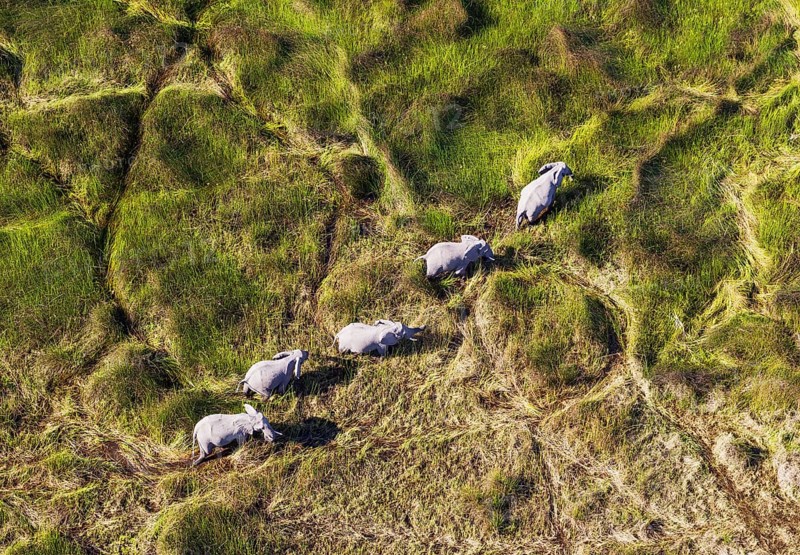 African Elephants (Loxodonta africana)