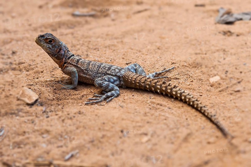 Iguanid Lizard
