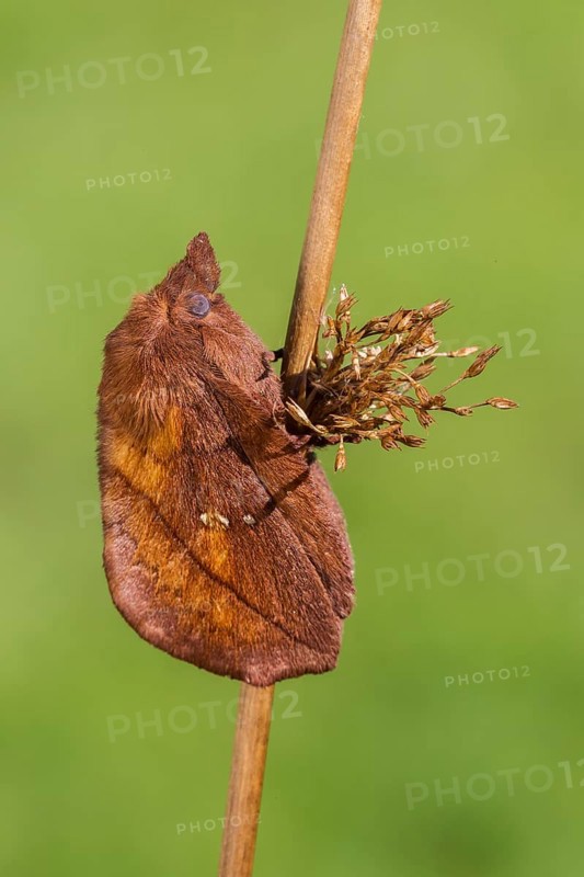 The Drinker moth (Euthrix potatoria)