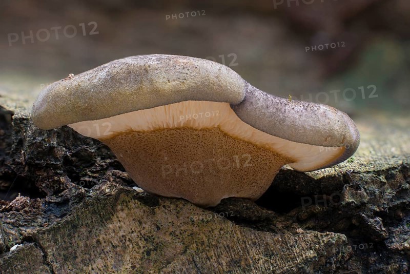 Late Fall-Oyster or Late Oyster (Panellus serotinus)