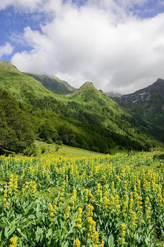 Great Yellow Gentian (Gentiana lutea)